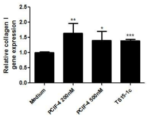 쥐 배아 섬유아세포에 핵심 TS15-1 peptide 4 (PCIF-4) 처리 시 Type I collagen 및 관련 유전자 합성 증가