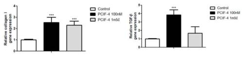 쥐 근육세포에 핵심 TS15-1 peptide 4 (PCIF-4) 처리 시 Type I collagen 및 관련 유전자 합성 증가