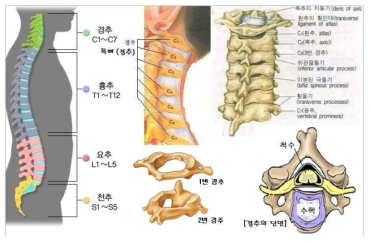 경추 구조