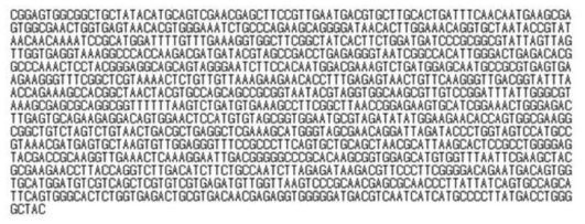 Lactobacillus brevis CFM20의 16s region의 염기서열