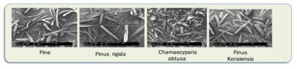 침엽수 잎 분말화 및 형태비교