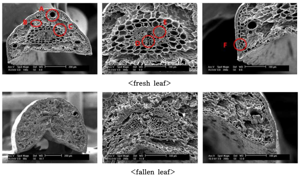 소나무의 생잎과 낙엽의 SEM 관찰 평가 (A : Resin duct //B: Mesophyll // C: Endodermis // D : Xylem // E : Phloem // F : Cuticle , Epidermis, Hypodermis )