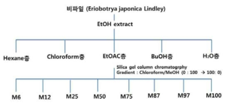 The scheme of Eriobotrya japonica EtOAc extract Silica gel Chromatography Fractions