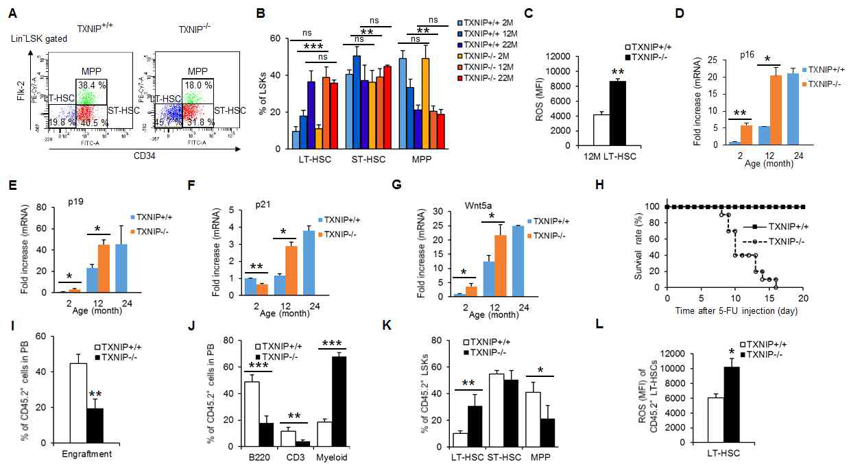 Premature aging of TXNIP deficient HSCs