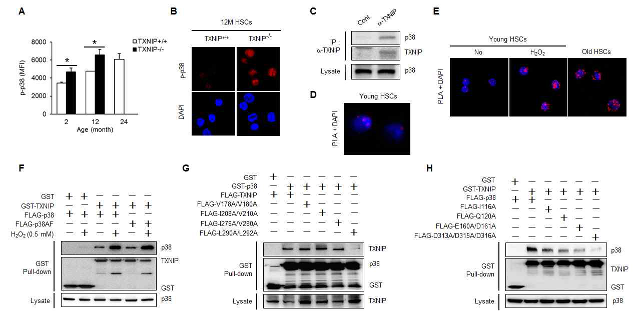 The activation of p38 in TXNIP-/- HSCs and physical interaction between TXNIP and p38 in HSCs