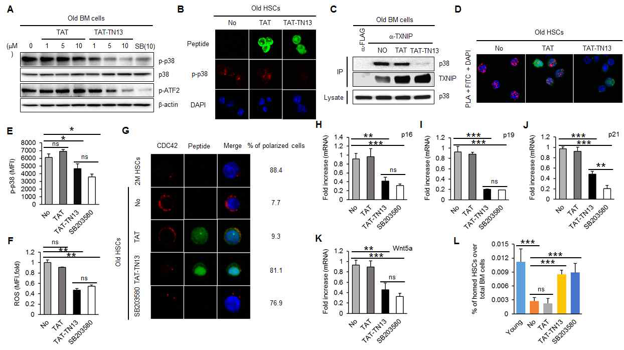 TXNIP-derived peptide (TAT-TN13) inhibits p38 activity and rejuvenates aged HSCs in vitro