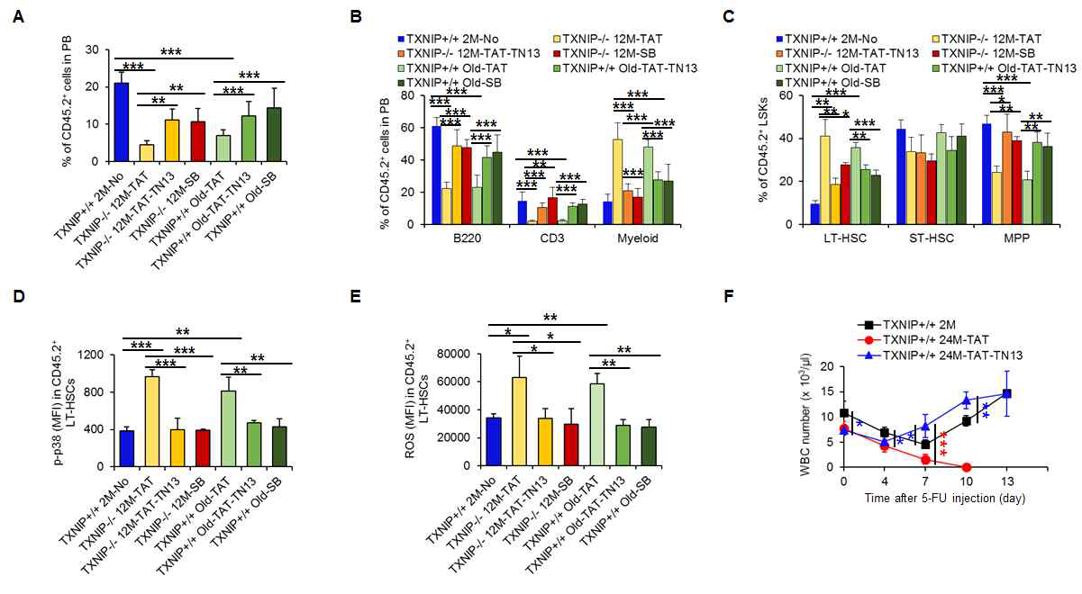 Rejuvenation of aged HSCs by TAT-TN13 in vivo