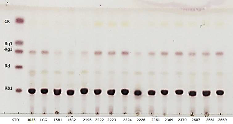Rb1에서 compound K로의 생물전환 검토 (TLC 확인)