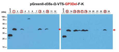 선발된 형질전환 애기장대 T1에서 GP3Del 단백질 발현 조사