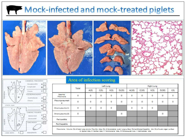무접종 및 무처리군의 돼지 폐 육안 사진 및 조직학적 사진, 폐병변 지수 (Macroscopic and microscopic lung lesions and macroscopid lung lesion score in mock-inoculated piglets)