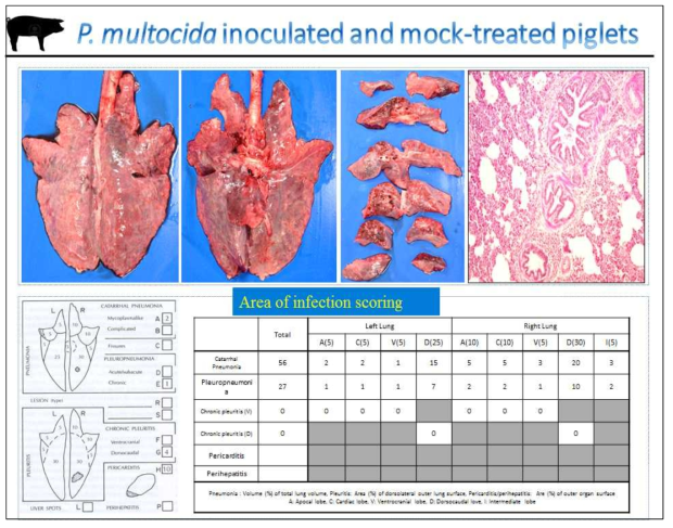 세균 접종 및 무처리군의 돼지 폐 육안 사진 및 조직학적 사진, 폐병변 지수 (Macroscopic and microscopic lung lesions and macroscopid lung lesion score in piglets inoculated experimentally with P. multocida)