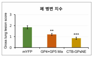 식물백신을 먹은 그룹(GP4+GP5 Mix, CTB-GPsNE)에서의 폐 병변 지수 감소
