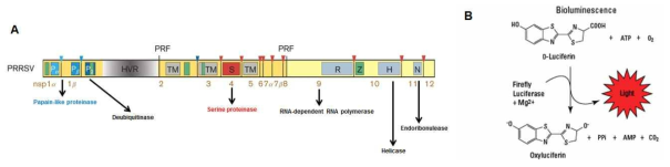 A. PRRSV non-structural proteins 모식도 B. ATP bioluminescence assay 시스템 : Helicase의 ATPase activity에 의한 ATP 사용량 측정을 통한 in vitro assay