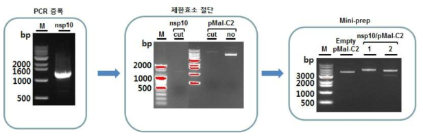 PRRSV nsp10 MBP-tag 재조합 단백질 발현 벡터 클로닝