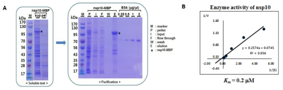 PRRSV nsp10 MBP-tag 재조합 단백질 정제 및 활성 측정