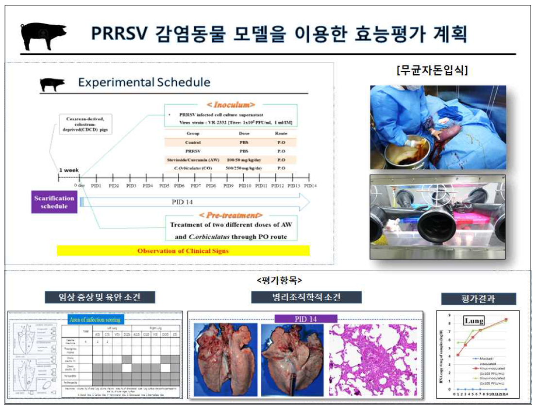 PRRSV 감염동물모델을 이용한 소재의 효능평가 계획