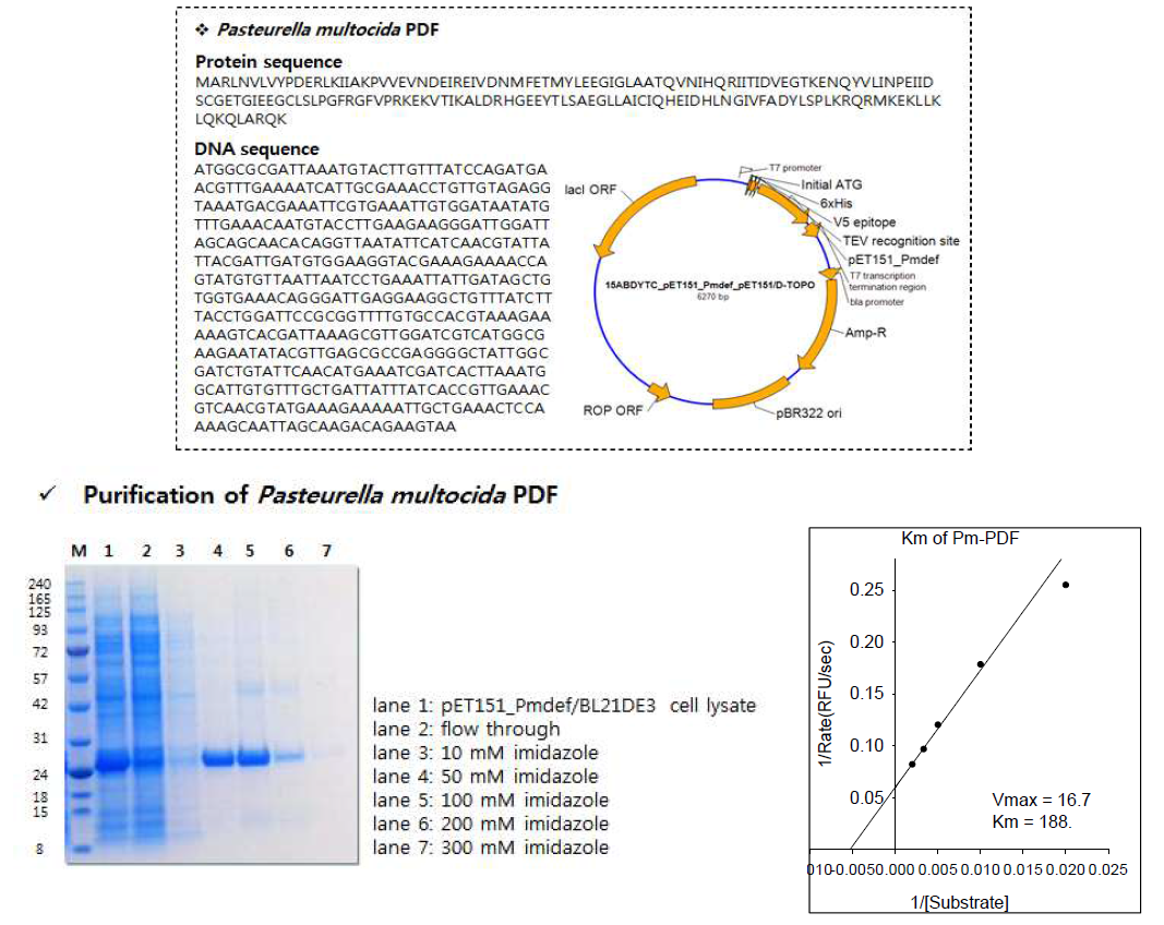 P. multocida PDF의 sequence, 정제 효소 및 Lineweaver-Burk plot