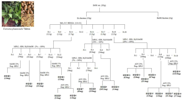 아출 에탄올 추출물로부터 화합물 1-19의 분정정제 과정