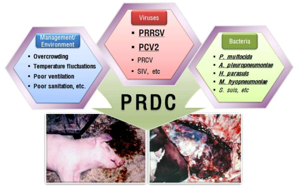돼지호흡기복합증후군(PRDC)의 원인 및 발생기전