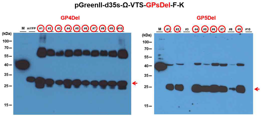 선발된 형질전환 애기장대 T2에서 GP4Del과 GP5Del 단백질 발현 조사