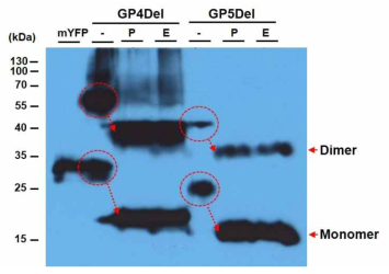 GP4Del, GP5Del 단백질의 당화패턴 분석