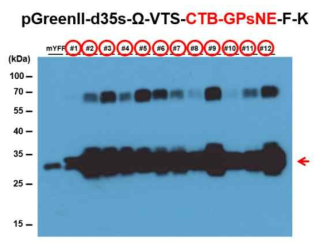 선발된 형질전환 애기장대 T2에서 CTB-GPsNE 단백질 발현 조사