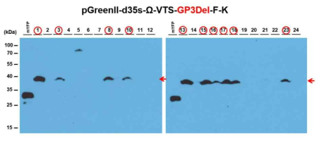 선발된 형질전환 애기장대 T1에서 GP3Del 단백질 발현 조사