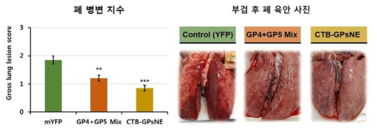 식물백신을 투여한 군(GP4+GP5 Mix, CTB-GPsNE)에서의 폐 병변 지수 감소 (육안)