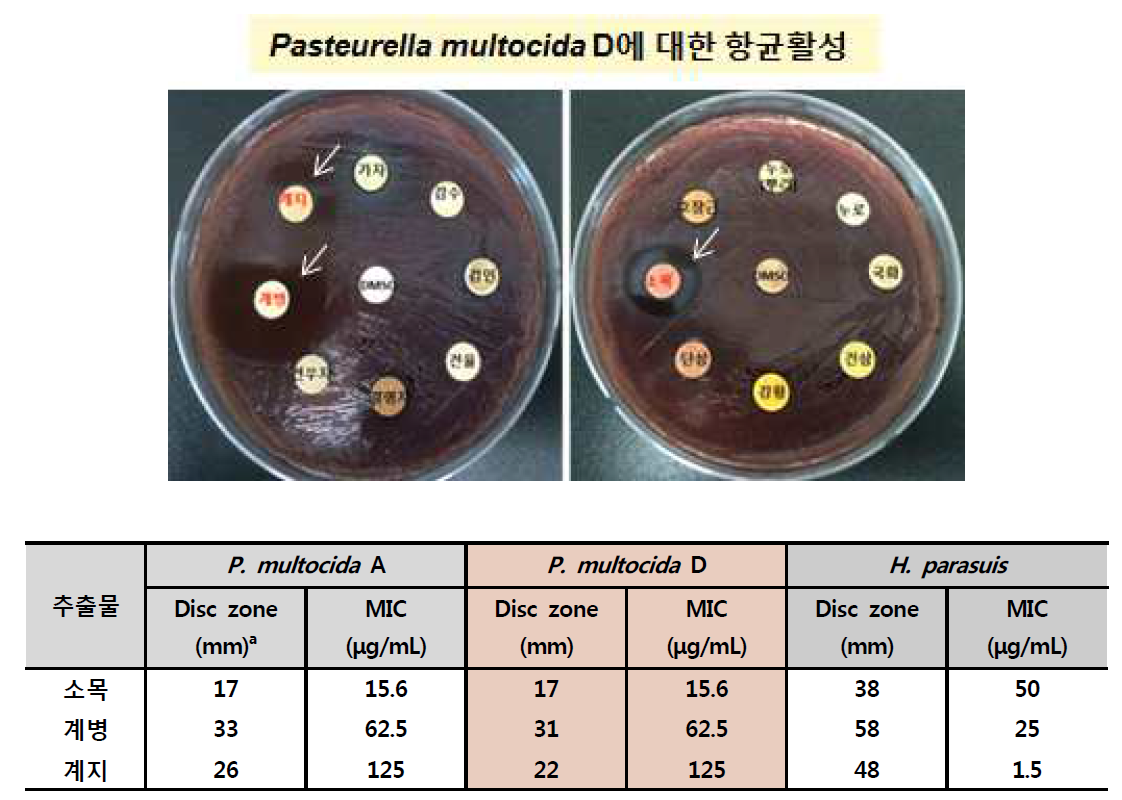 P. multocida에 대한 소목, 계병, 계지의 항균 활성(paper disc 및 MIC)