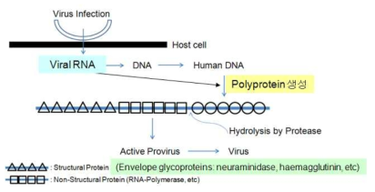 바이러스 생육/증식에 관여하는 protease의 역할