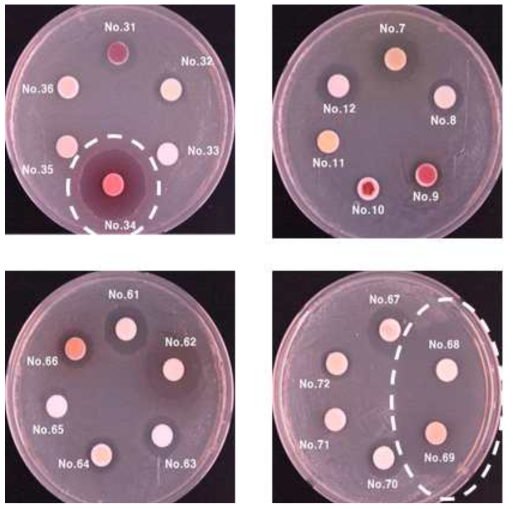H. parasuis에 대한 소목, 계병, 계지의 항균 활성(paper disc 및 MIC)