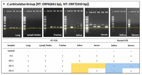 CO그룹 타깃장기(기관지, 폐, 림프절) 및 샘플(타액, 혈액)에서의 RT-PCR을 이용한 PRRSV 검출검사