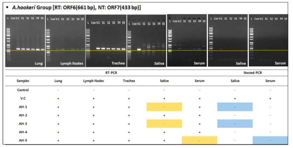 AH그룹 타깃장기(기관지, 폐, 림프절) 및 샘플(타액, 혈액)에서의 RT-PCR을 이용한 PRRSV 검출검사