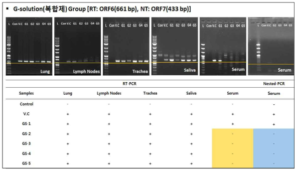 GS그룹 타깃장기(기관지, 폐, 림프절) 및 샘플(타액, 혈액)에서의 RT-PCR을 이용한 PRRSV 검출검사