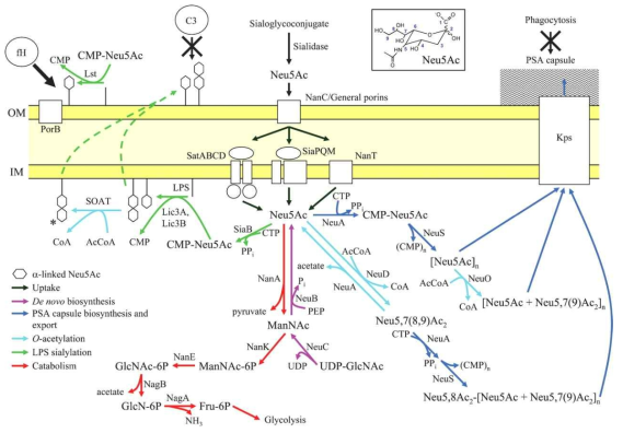 박테리아 병원성과 시알산 및 neuraminidase와의 관계 모식 (Microbiology 2007, 153, 2801)