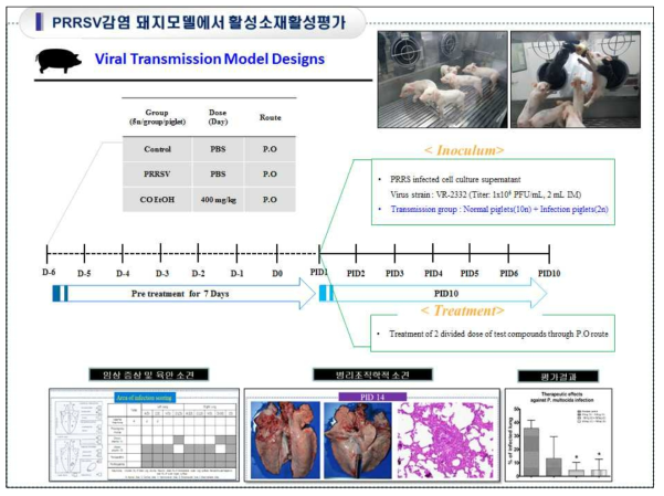 PRRSV 감염전파 동물모델을 이용한 소재의 효능평가 계획