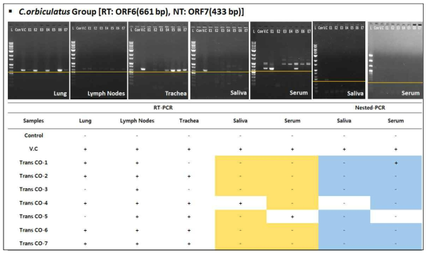 CO그룹 타깃장기(기관지, 폐, 림프절) 및 샘플(타액, 혈액)에서의 RT-PCR을 이용한 PRRSV 검출검사