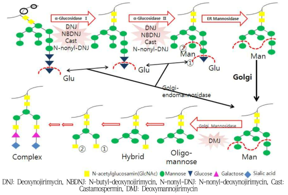 세균 생육/증식에 관여하는 glycosidase의 역할