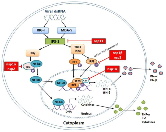Interference of type I IFN production by PRRSV proteins (Wang R. and Zhang Y.J., 2014, Biomed Res Int)