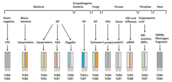 Toll-like receptors recognize a range of pathogen-derived products (Liew F.Y.et al., 2005, Nat. Rev. Immunol.)