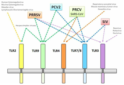 주요 바이러스별 TLR 아형별 분류