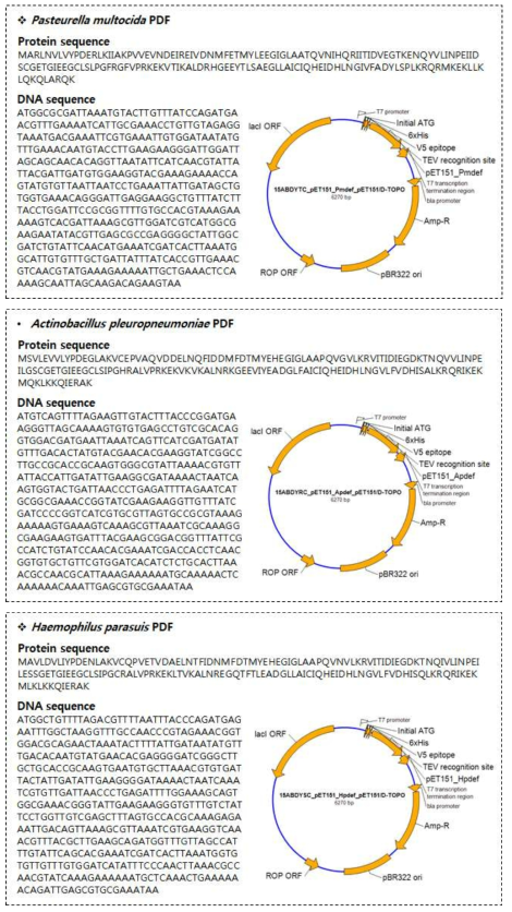 PRDC 기회내재성균 3종의 PDF의 DNA 및 protein sequence