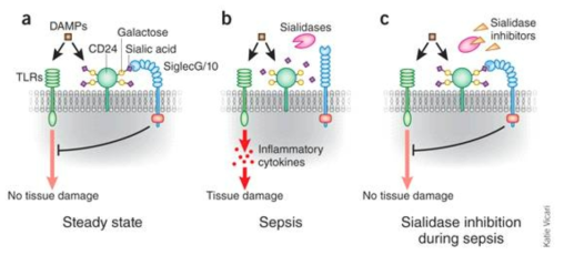 병원성 미생물의 sialidase가 패혈증 유도에 관여