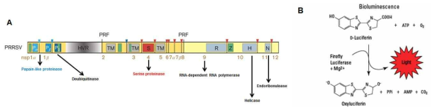 A. PRRSV non-structural proteins 모식도 B. ATP bioluminescence assay 시스템 : Helicase의 ATPase activity에 의한 ATP 사용량 측정을 통한 in vitro assay