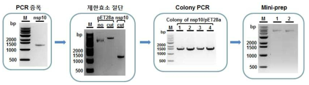 PRRSV nsp10 His-tag 재조합 단백질 발현 벡터 클로닝