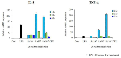돼지 대식 세포주 (3D4/31)에서 P. multocida 감염에 의한 IL-8과 TNF-α 생성 확인