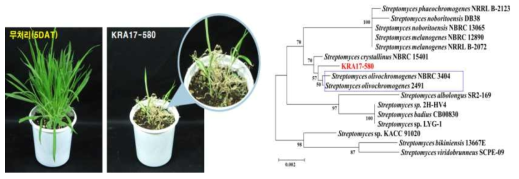 선발균 KRA17-580의 바랭이 살초활성 및 phylogenetic tree