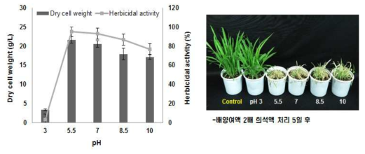 초기 pH에 따른 균 생육 및 제초활성