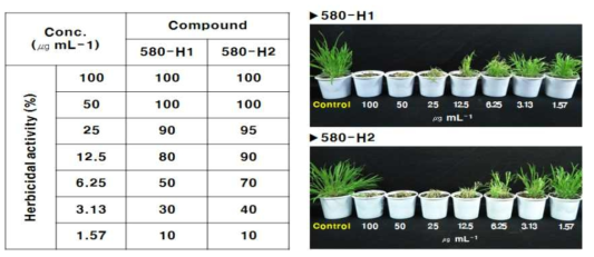 유효제초활성물질 580-H1과 580-H2의 활성 비교