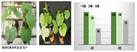 선발방선균 배양여액의 오이 흰가루병 방제효과